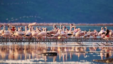 Eine-Herde-Von-Tausenden-Von-Wunderschönen-Rosa-Flamingos-In-Ihrer-Natürlichen-Umgebung-Mit-Einer-Spiegelung-Im-Wasser-Des-Sees-Und-Einem-Berg-Dahinter