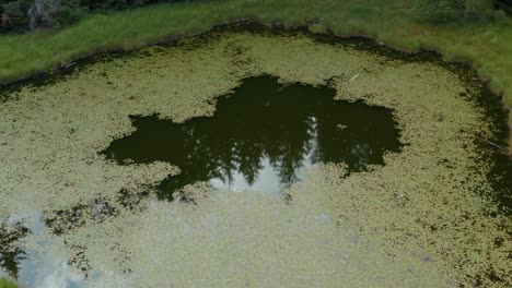 Algae-swampy-stagnant-water-pond-in-forest,-rising-aerial-view
