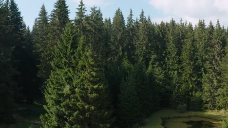 Beautiful-green-pine-trees-at-the-edge-of-a-forest-in-Golija,-Serbia--aerial