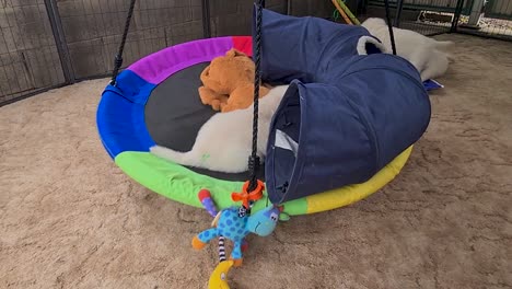 Golden-Retriever-Puppy-Being-Playful-On-Round-Hammock-Swinging-Back-And-Forth