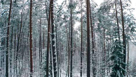 Slow-aerial-shot-of-snowy-winter-woods-view-of-the-winter-forest-with-white-fresh-snow-and-pine-trees