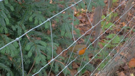 European-Robin-balanced-on-wire-mesh-fence-amongst-trees