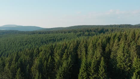 Aerial-shot-of-vast-green-European-pine-tree-forest,-temperate-coniferous-forest