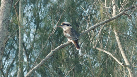 Kookaburra-Bird-Perched-In-A-Tree-Branch---wide-shot