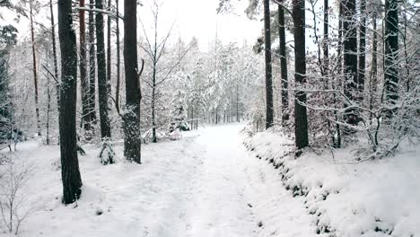 Walk-along-the-winter-snow-covered-road-in-the-forest-between-the-trees-during-the-day-in-frosty-weather