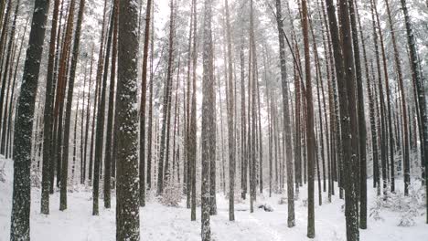 Beautiful-winter-landscape-with-big-snow-in-the-Pine-Forest