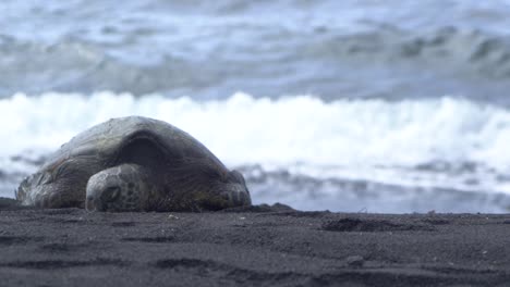 Schildkröte-Am-Strand-Schwarzen-Sand-Hawaii