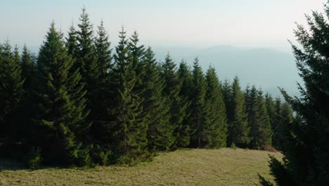 Abgelegener-Pinienwald-Am-Berghang,-Filmisch-Aufsteigende-Luftenthüllung