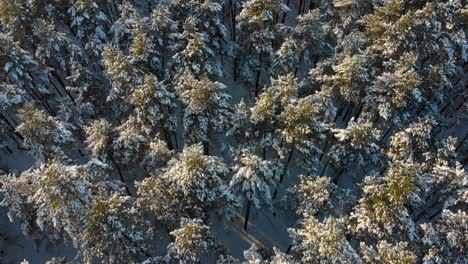 Aerial-view-from-the-top-in-the-middle-of-the-winter-forest