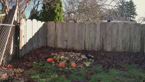 Crows-Picking-Food-From-The-Compost-Pile-At-The-Backyard---wide-shot