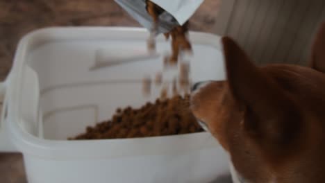 A-Basenji-dog-eats-dogfood-from-a-pouring-bag-of-kibble