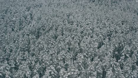 Aerial-view-of-woods-covered-with-hoarfrost-and-snow
