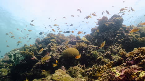 Rifffischschwarm-Unter-Tiefblauem-Ozean,-Der-über-Hartkorallen-Schwimmt