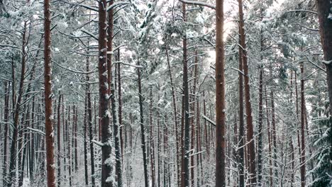 Winter-forest-sunshine-snow-covered-trees-walk-through-the-snowy-forest-towards-sunrise
