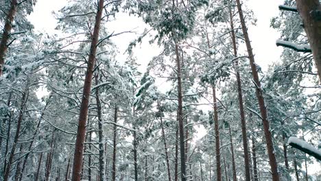 Frost-Auf-Den-Bäumen-Im-Wald