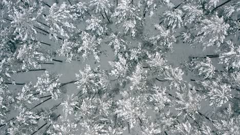 Aerial-view-above-snow-covered-pine-tree-forest-covering-the-landscape-in-winter