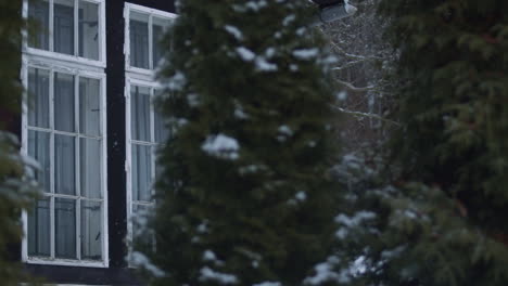 Window-of-house-by-evergreen-tree-with-fresh-snow-falling,-Exterior-Detail-Shot