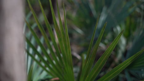 Huge-green-palm-frond-leaf-in-a-forest-or-botanical-garden---parallax-motion