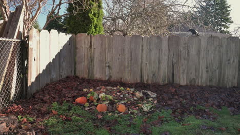 Compost-Pile-At-The-Backyard-With-Two-Crows-Checking-It-Out---wide-shot