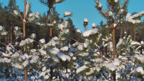 Pine-forest-in-winter