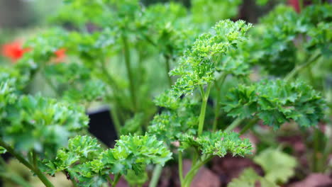 The-herb-parsley-blowing-in-the-breeze-in-the-herb-garden