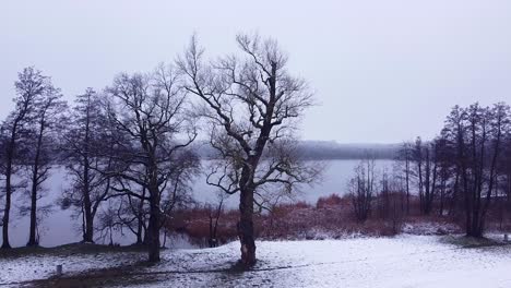 Alte-Knorrige-Bäume-Am-Ufer-Des-Sees-Im-Winter
