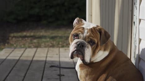 Nahaufnahmeporträt-Einer-Entzückenden-Englischen-Bulldogge,-Hund,-Der-Draußen-Im-Sonnenlicht-Sitzt