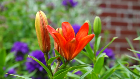 Red-orange-lilies-in-the-outdoor-flower-garden-in-a-slight-breeze