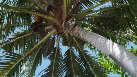 Vertikale-Aufnahme-Einer-Kokospalme-Mit-Blauem-Himmel-Hinter-Sich