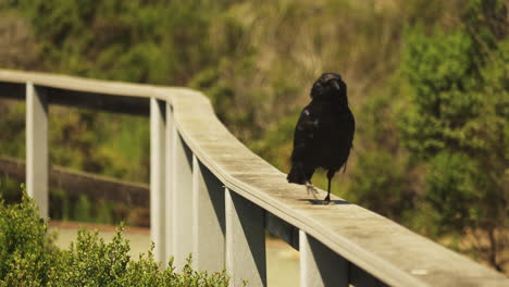 Large-Black-Raven-Walking-Along-Wooden-Fence