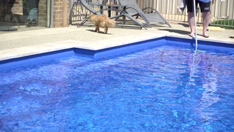 Man-And-Dog-Vacuum-Cleaning-Blue-Pool