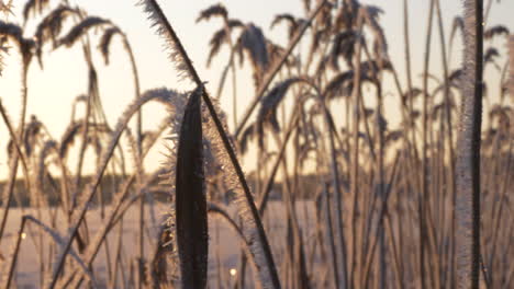 Icy-reeds-waving-in-light-breeze-in-early-winter-sunrise-morning