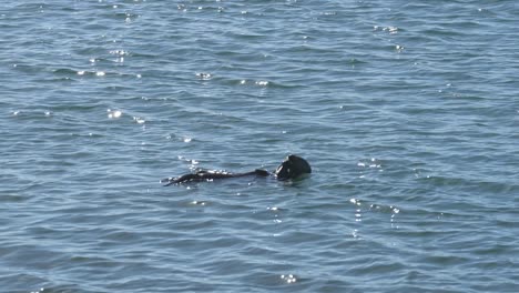 Cute-sea-otter-cracking-a-shelled-fish-and-eating-off-its-belly