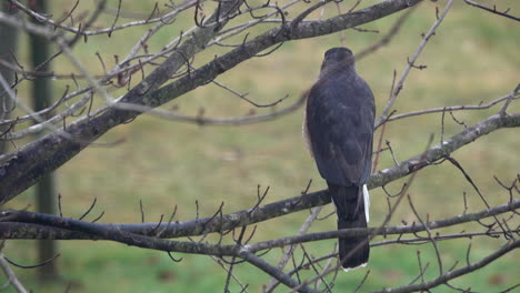 A-sharp-shinned-hawk-looks-back-and-forth-while-perched-in-a-tree