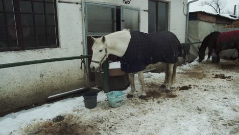 White-horse-wears-blue-horsecloth-blanket-on-snowy-winter-farm,-Slow-Motion