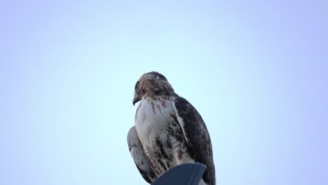 A-low-angle-shot-of-a-Red-Tailed-Hawk-perches-on-a-streetlight-as-the-sun-rests-perfectly-behind-creating-a-halo-effect