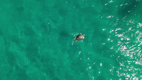 Marine-conservation,-dead-turtle-floating-in-sea,-human-rescue-attempt,-aerial