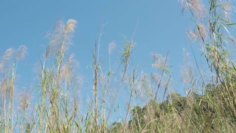 long-wild-tropical-grass-with-blue-sky-and-jungle-behind