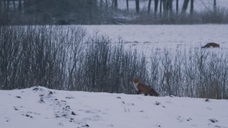 Red-fox-on-field-in-winter-evening-dusk-hunting-for-food