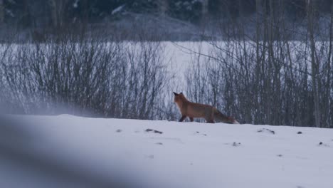 Red-fox-on-field-in-winter-evening-dusk-hunting-for-food
