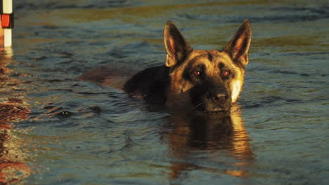 Perro-Pastor-Alemán-Nadando-En-El-Lago-Durante-La-Hora-Dorada