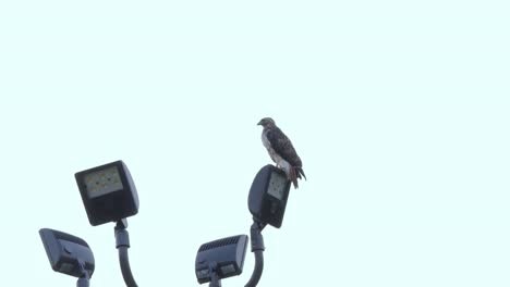 A-Red-Tailed-Hawk-perches-on-a-set-of-streetlights-against-a-bright-blue-sky