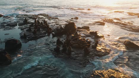 Sea-lions-resting-on-rocks-at-sunrise-near-the-water