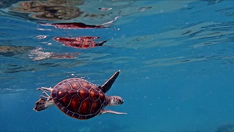 Schwimmende-Meeresschildkröte-Auf-Blauem-Kristallwasser