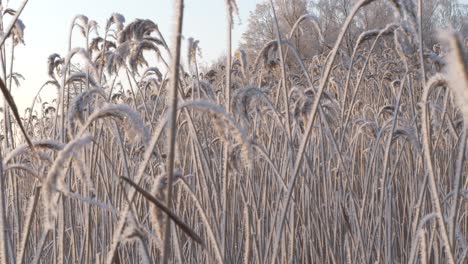 Gefrorenes-Schilf,-Das-Am-Finnischen-Wintertag-Vom-Wind-Geschüttelt-Wird