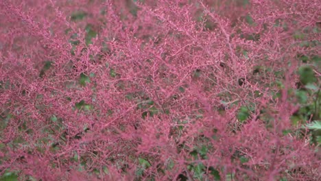 Tracking-shot-of-red-flower-stems-in-an-autumn-garden