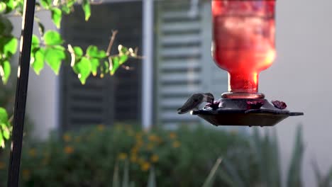 A-hummingbird-approaches-a-red-glass-garden-hummingbird-feeder