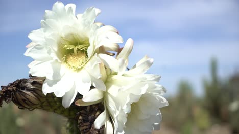 Weiße-Blume-Auf-Kaktuspfanne-Links