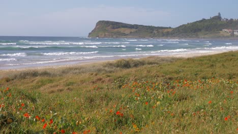 Beautiful-Red-Poppy-Flowers-Growing-On-The-Meadow-In-Summer---Ocean-Waves-With-Lennox-Point-Headland---Lennox-Head-In-The-Northern-Rivers-Of-New-South-Wales,-Australia