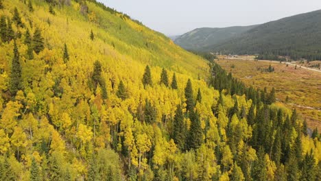 Colores-Mágicos-De-árboles-De-álamo-Temblón-En-El-Bosque-Rural-De-Colorado